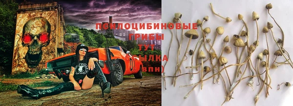 стаф Дмитров
