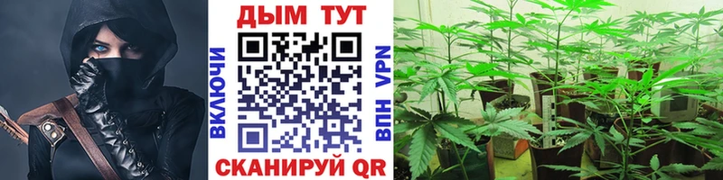 Бошки марихуана Amnesia  Купить  Куйбышев 